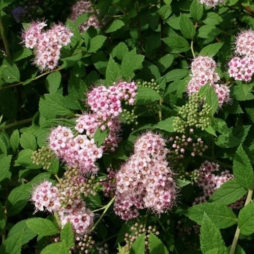 Spiraea japonica Little Princess - Japanese meadowsweet