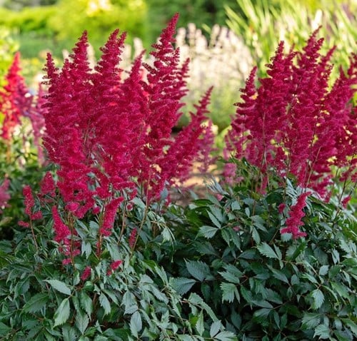 Spiraea Astilbe Fanal (Container plant)