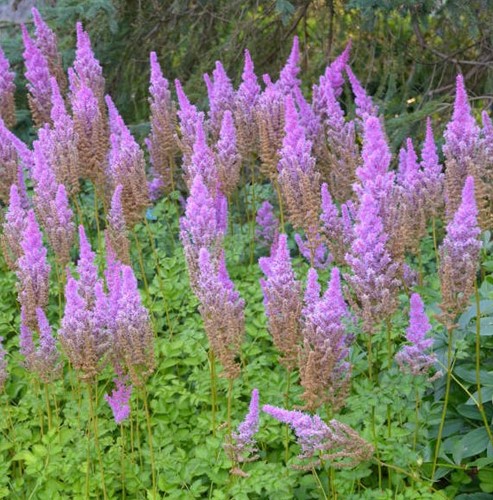 Spiraea astilbe Pumila (Container plant)