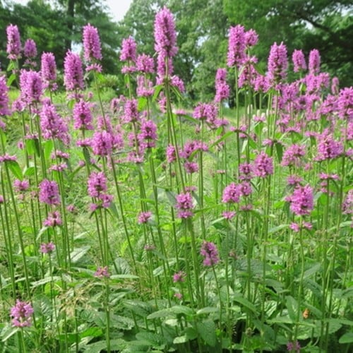 Stachys monieri Hummelo - Lamb's ears