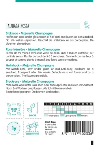 Hollylock Majorette Champagne - Hortitops-2