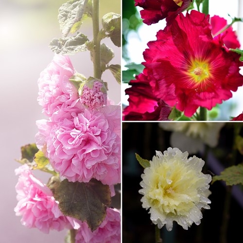 Hollyhock Mix - Alcea rosea (Three-pack)