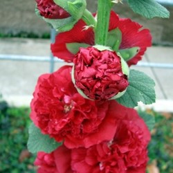 Hollyhock Red - Alcea rosea