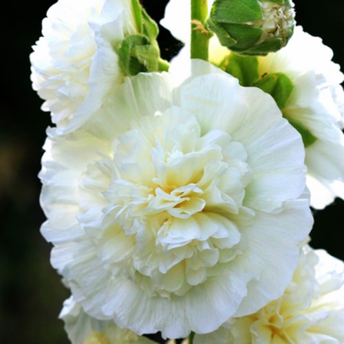 Hollyhock White - Alcea Rosea