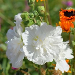 Alcea Rosea White - Hollyhock