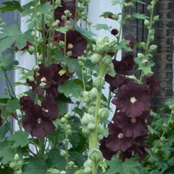 Hollyhock Black - Alcea rosea