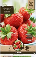 Strawberry Maxim (garden ready) - Fragaria-3