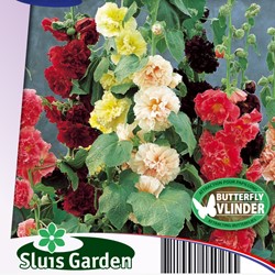 Hollyhock Annual Double Choice Mix