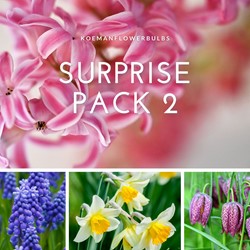 Flowerbulb Surprise pack 2
