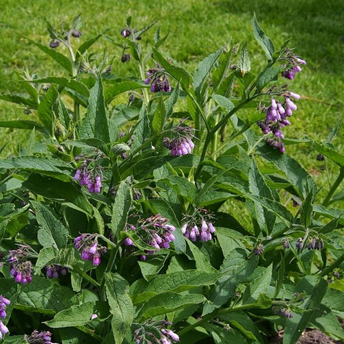 Symphytum grandiflorum – Creeping Comfrey