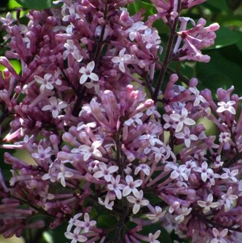 Syringa Meyeri Palibin - Lilac