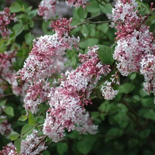 Syringa Microphylla Superba - Lilac