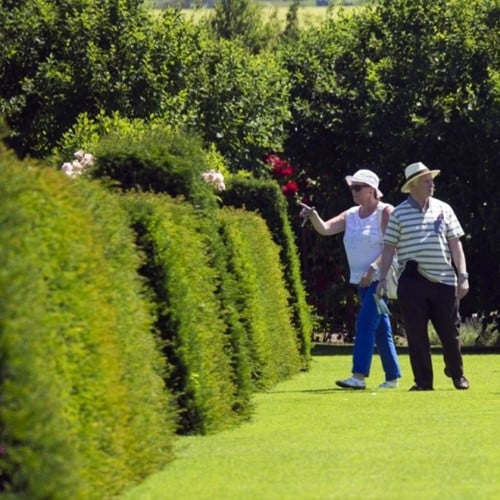 Taxus Media Groenland - Yew Hedging