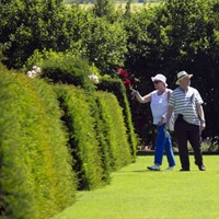 Taxus Media Groenland - Yew Hedging (Six-pack)