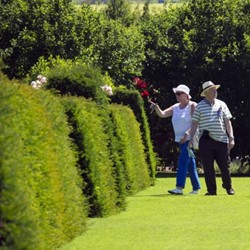 Taxus Media Groenland - Yew Hedging (Six-pack)