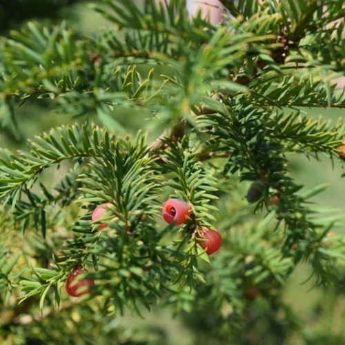 Taxus Media Groenland - Yew Hedging (Six-pack)-2