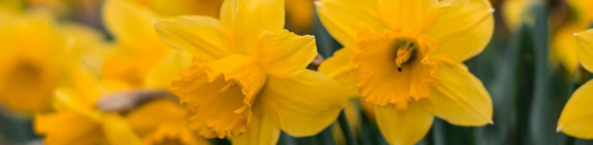 Planting daffodil bulbs - planting instructions