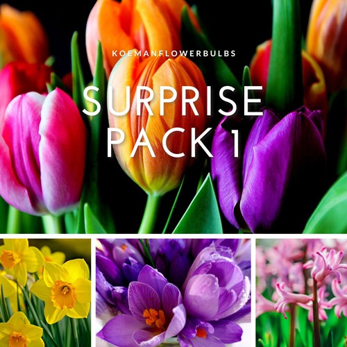 Flowerbulb Surprise pack 1