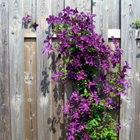 Clematis The President - Violet