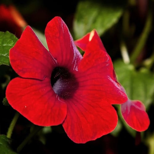 Black-eyed Susan Red – Thunbergia alata