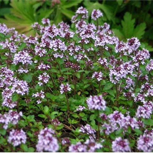 Creeping or Wild Thyme