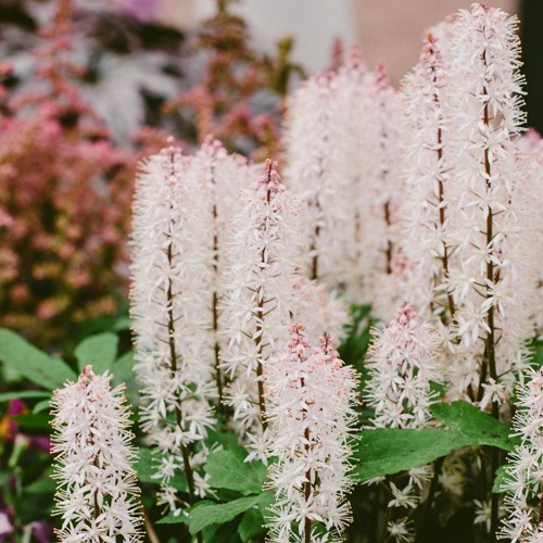 Heartleaved Foamflower - Tiarella cordifolia (Six-pack)