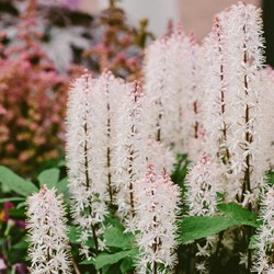 Schuimbloem, Schuimkaars - Tiarella cordifolia