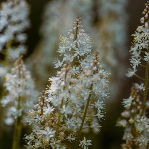 Tiarella wherryi - Wherry's foamflower