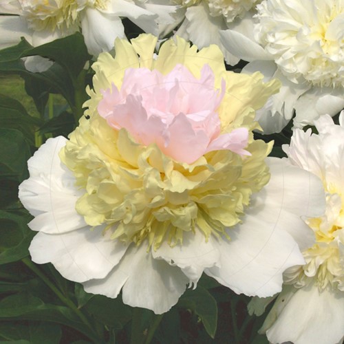Peony Top Brass - Paeonia