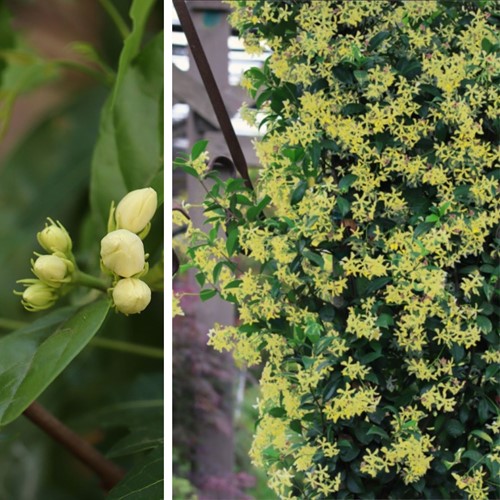 Tuscan Jasmine Star of Toscany Trachelospermum jasminoides