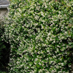Star jasmine - Trachelospermum jasminoides