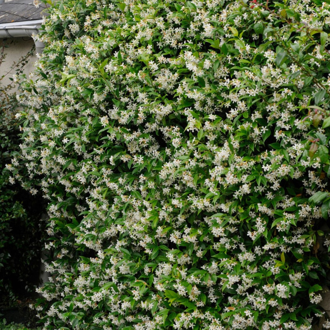 Buy Trachelospermum Jasminoides Star Jasmine 6 online at