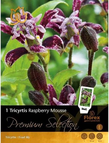 Tricyrtis Raspberry Mousse – Toad lilies