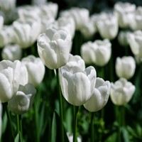 Tulip triumph White - Tulipa