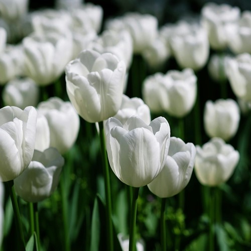 Tulip triumph White - Tulipa