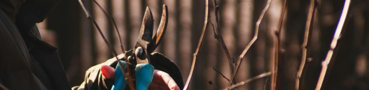 March garden tasks with Modeste Herwig: pruning, planting and caring