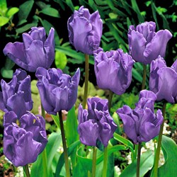 Tulp Blue Parrot - Tulipa parrot