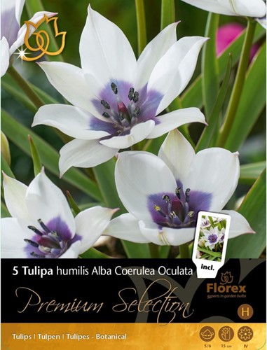Tulips Alba Coerulea Oculata – Tulipa humilis