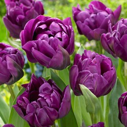 Tulp Negrita Dubbel - Tulipa double