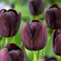 Tulipa Queen of Night - Tulp Enkel Laat Zwart