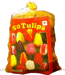 Tulips Darwin Mix (XL-Pack)  - available for immediate delivery!