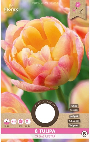 Tulips Creme Upstar – Tulipa