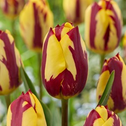 Tulp Helmar - Tulipa