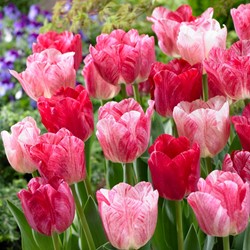 Tulpen Hemisphere - Tulipa