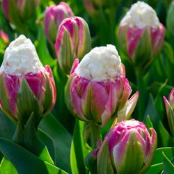 Tulp Ice Cream - Tulipa double