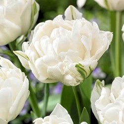 Tulp Mount Tacoma - Tulipa