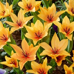 Tulp praestans Shogun - Tulipa praestans