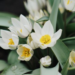 Botanische bostulp polychroma - Tulipa