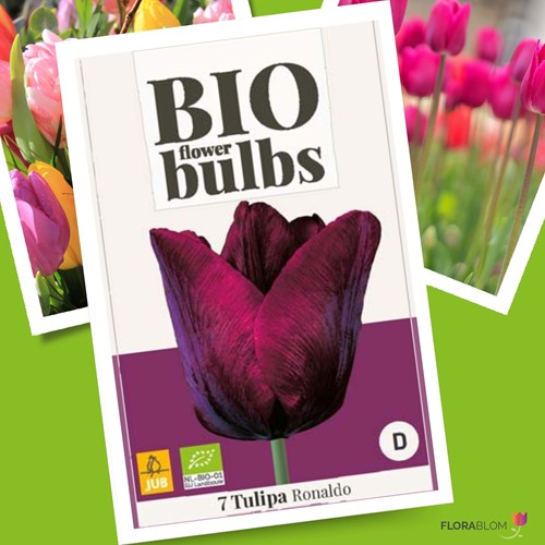 Tulipa Ronaldo - Tulips-BIO