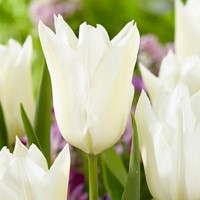 Tulip Purissima - Tulipa fosteriana